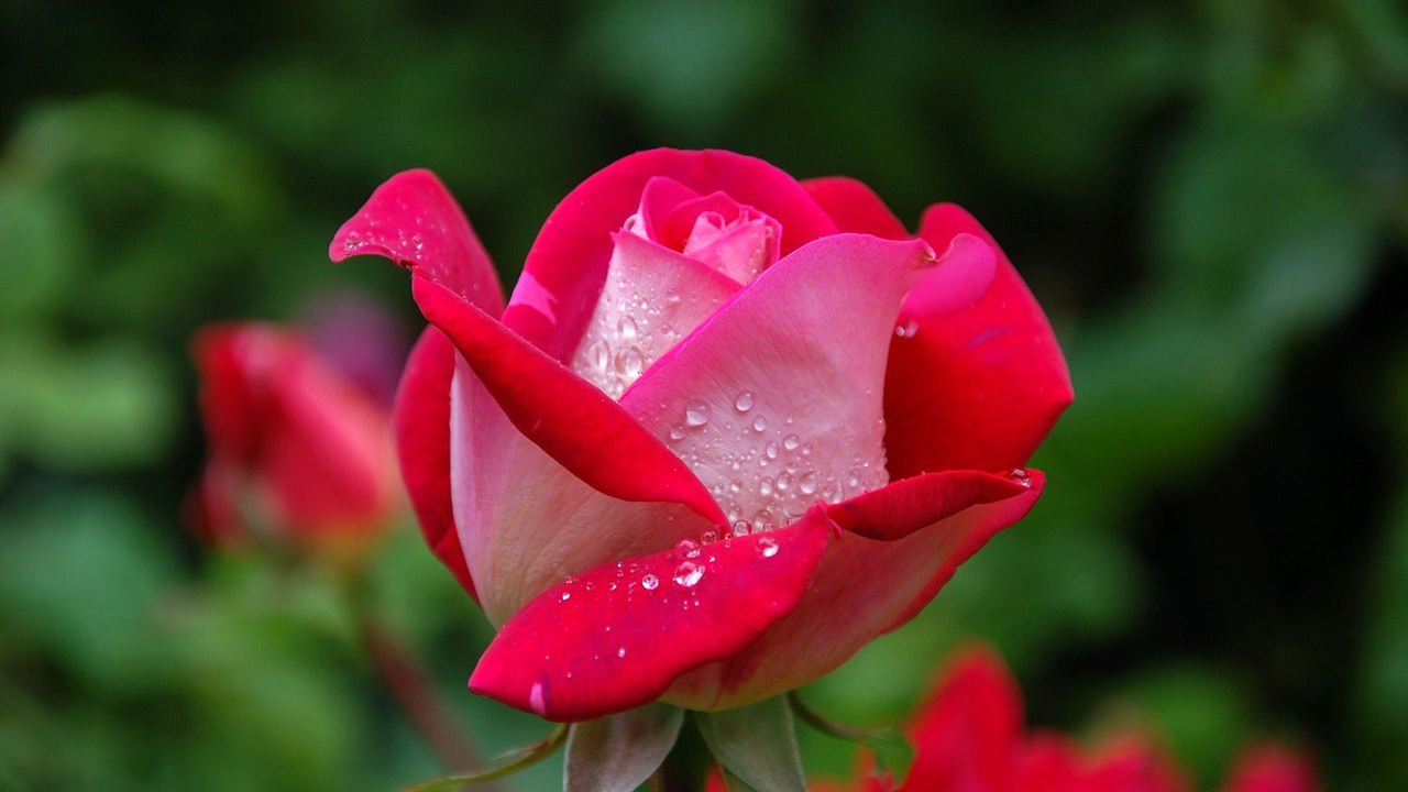 rose - rose